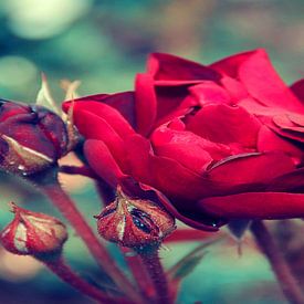 Fancy Bourgondische roos van Valeriia T