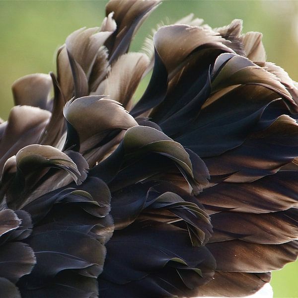 black swan by Frenz' van de Grift