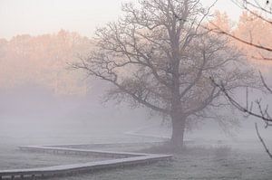 mist over het beekdal van Tania Perneel