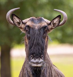 Gnus im Detail: Die wilde Majestät der Savanne von Triki Photography