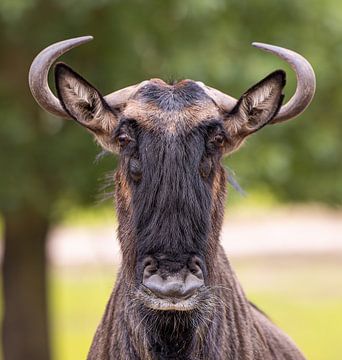 Wildebeest in Detail: The Savannah's Wild Majesty by Triki Photography