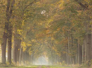 The autumn walk by Marloes ten Brinke