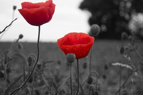 poppies