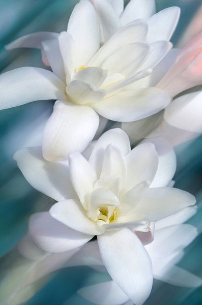 Magnolia abstract by Violetta Honkisz