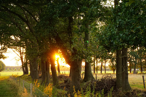 Woodland