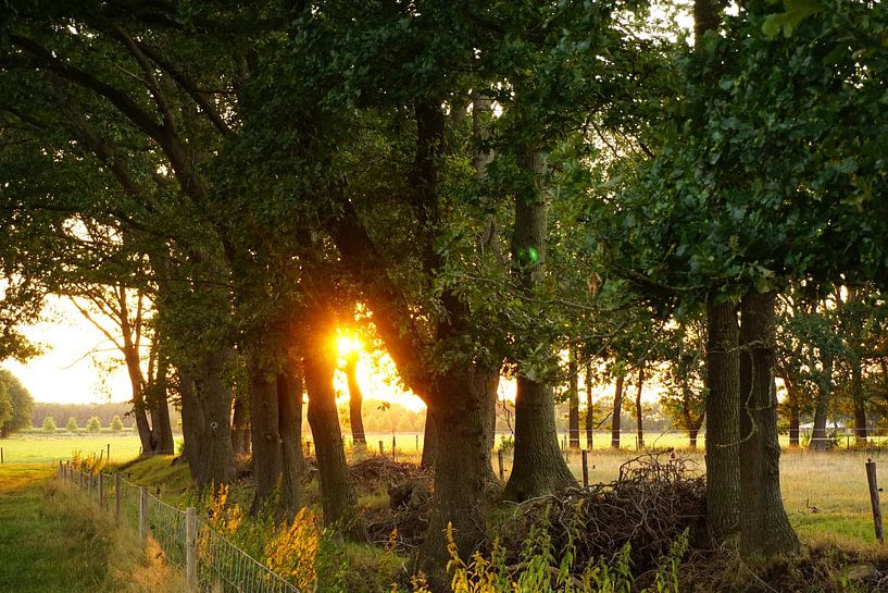 Paysage forestier par Vivièn Nieuwenweg