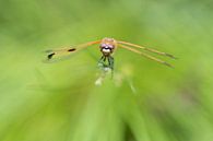 Libelle | Viervlek libelle in het groen van Servan Ott thumbnail