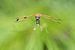 Libelle | Viervlek libelle in het groen van Servan Ott