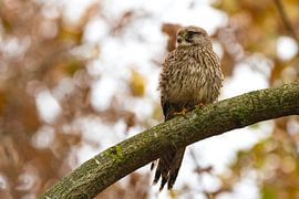 Kestrel