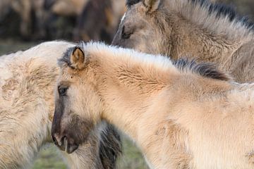 Groupe de chevaux sauvages Konik dans la réserve naturelle d'Oostvaardersplassen. sur Sjoerd van der Wal Photographie