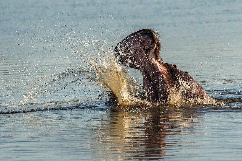 Hippopotamus amphibius von Rob Smit