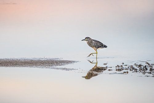Een jonge kwak en zijn spiegelbeeld