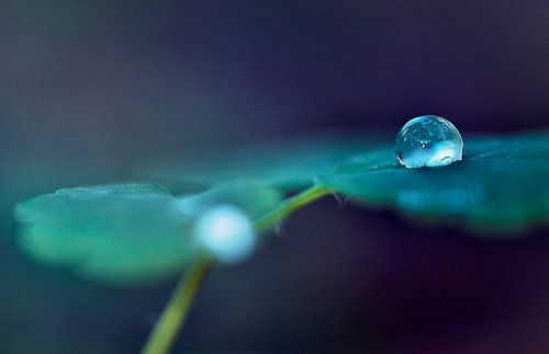 macro: drop it