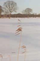 Chinesisches Gras im Wind, gegen den Schnee im Hintergrund.