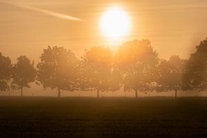 Baumreihe im Nebel