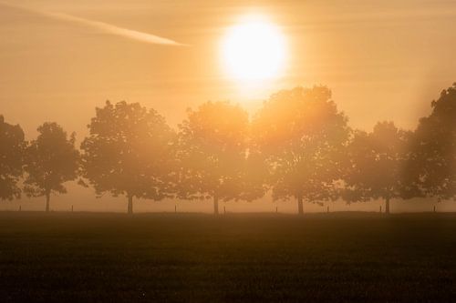 rij bomen in de mist