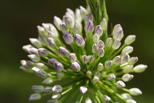 Lilac Buds Radiating from a Green Centre