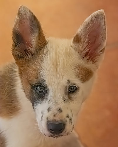 Portret van een pup