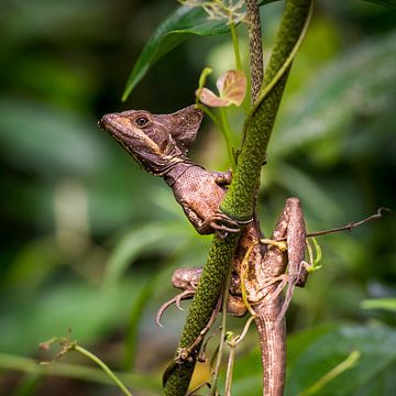 jesus christ lizzard by Corrine Ponsen