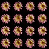 Dahlia's pink flowers