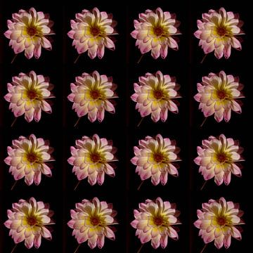 Dahlia's pink flowers by Henriette Tischler van Sleen
