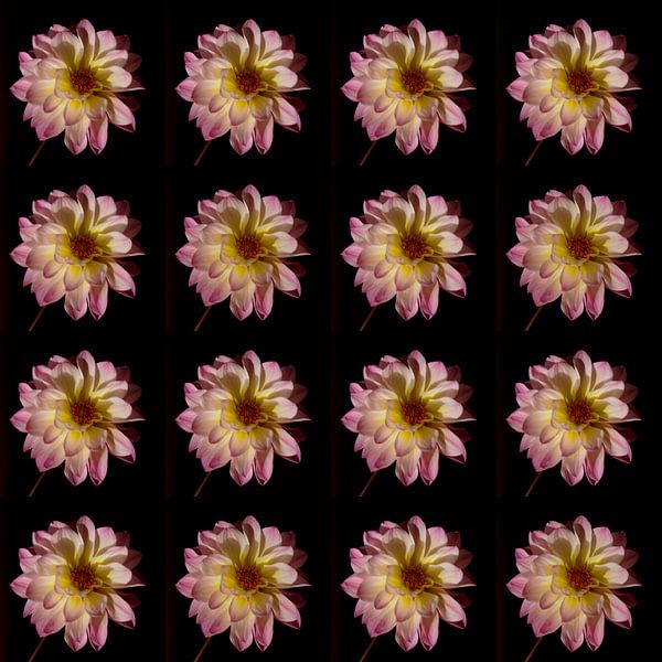 Fleurs roses de dahlia par Henriette Tischler van Sleen