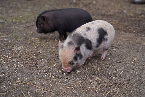 Mini biggetje bij zijn eerste uittocht op de boerderij.