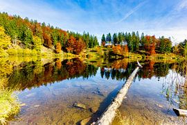 Herbstfarben  an einem See  im Schwarzwald