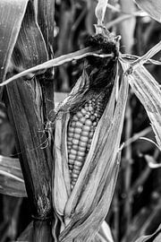 Bereit zur Ernte von Johan Lissens Photography