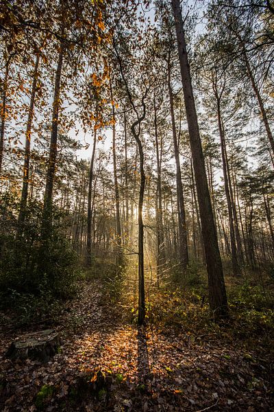 flora by Bart Liesenborgs