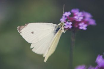butterfly seeks nectar