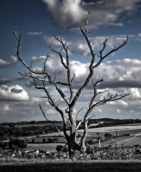 Dead tree by Björn Leurs