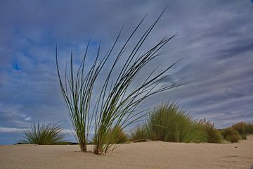 Duinlandschap