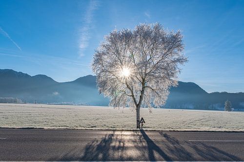Sonnter hinter dem Baum