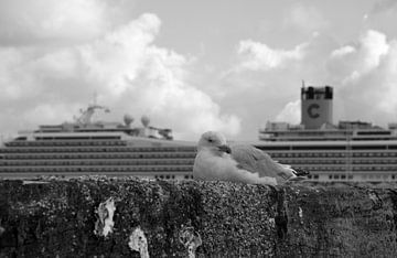 Seagull in IJmuiden harbour on the wall by Zaankanteropavontuur