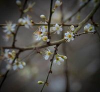 Winter blossom