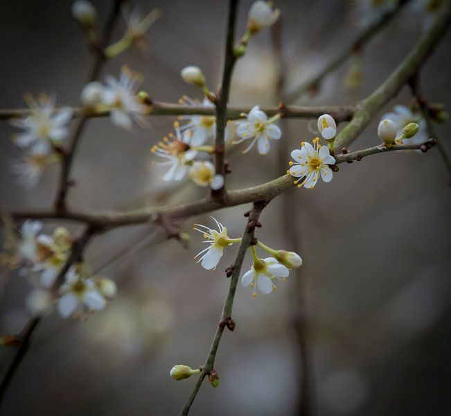 Winterbloesem par Ingrid Ronde
