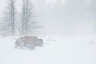 Amerikanischer Bison ( Bison bison ) kämpft sich durch heftigen Schneesturm, Yellowstone NP, USA. von wunderbare Erde Miniaturansicht