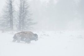 American Bison ( Bison bison ) in a blizzard, walking through blowing snow, Yellowstone NP,  USA. by wunderbare Erde