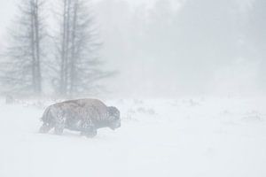 Amerikanischer Bison ( Bison bison ) kämpft sich durch heftigen Schneesturm, Yellowstone NP, USA.
