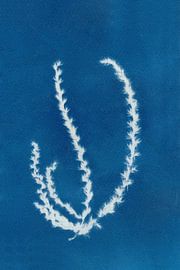 Cyanotype - Myscanthus #1 - dried flower - Art Print by Studio Peep Up