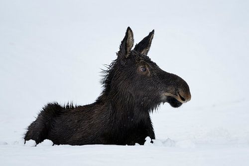Junger Elch ( Alces alces ) im ersten Winter