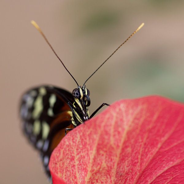 Vlinder op bloem van Mighuel Geutskens