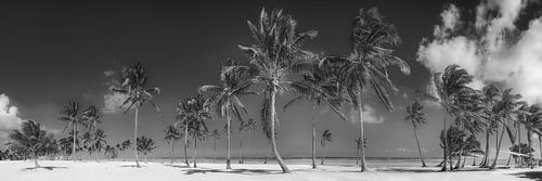 Caribisch strand met palmbomen in zwart en wit.