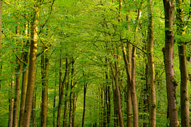 Buchen im Frühherbst in einem Wald