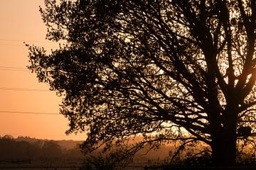 Tree in backlight by Arthur van Iterson