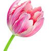 Elegante roze tulp van Judith Spanbroek-van den Broek