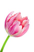 Elegante roze tulp