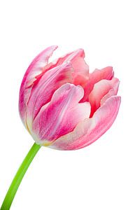 Elegante roze tulp van Judith Spanbroek-van den Broek