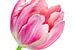 Elegante roze tulp van Judith Spanbroek-van den Broek